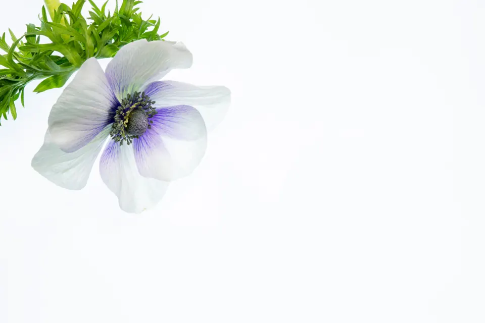 مدرن مینیمال